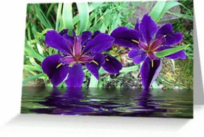 Deep Purple Flowers on River Bank