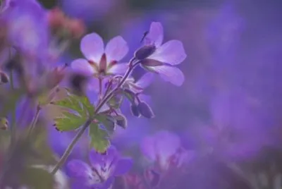 Delicate Flowers in Morning Mist
