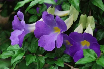 a jigsaw puzzle