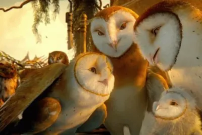 owls