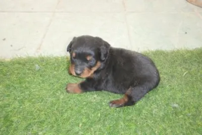 cachorro jigsaw puzzle