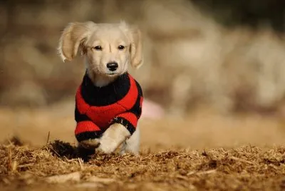 perrito