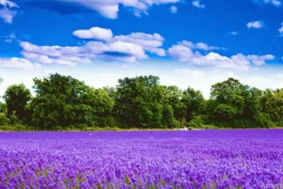 lavender fields