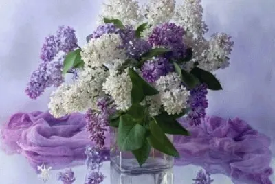 Purple and White Lilacs
