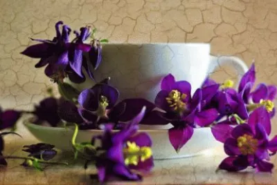 Purple Flowers and White Cup