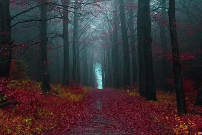 autumn in the forest