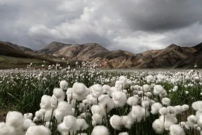 cotton grass Iceland