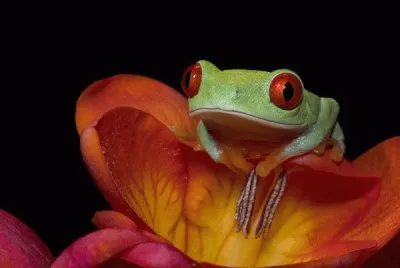 red-eyed tree frog