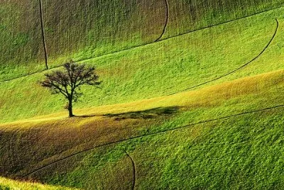 tree in field