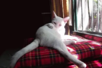 REGINA TOMANDO SOL jigsaw puzzle