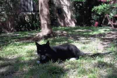 TRACY EN EL JARDIN jigsaw puzzle