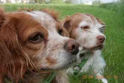 Lisa e Stella