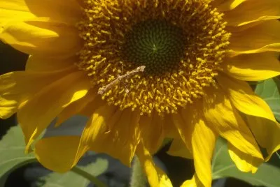 Nimetizado jigsaw puzzle