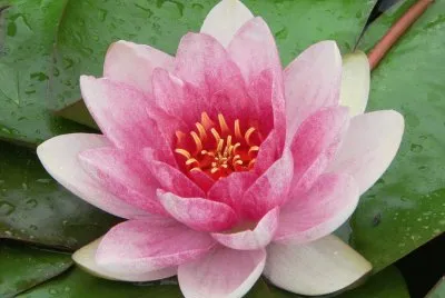 flores