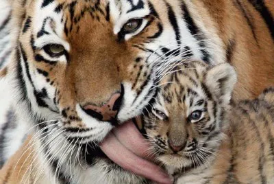 פאזל של ...