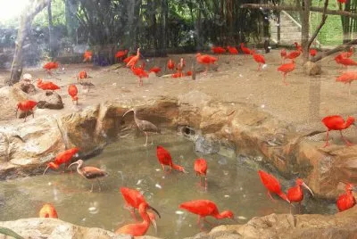 Jurong Bird Park Singapore jigsaw puzzle