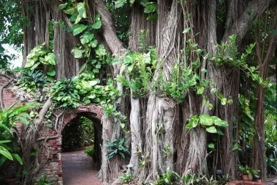 banyon tree