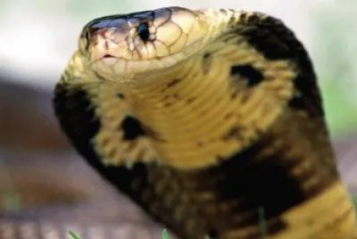 cobra
