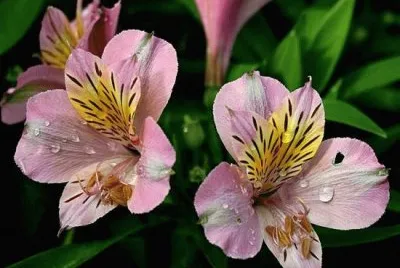flores