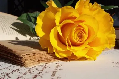 rosa jigsaw puzzle