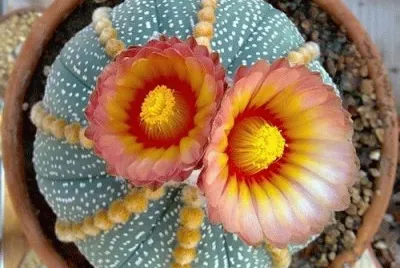 פאזל של Cactus Flower
