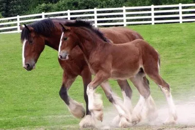 Clydesdales jigsaw puzzle