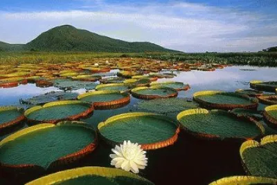 Lilypads