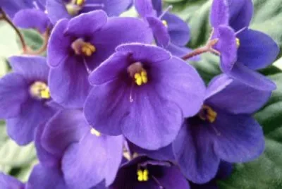 פאזל של African Violet House Plant