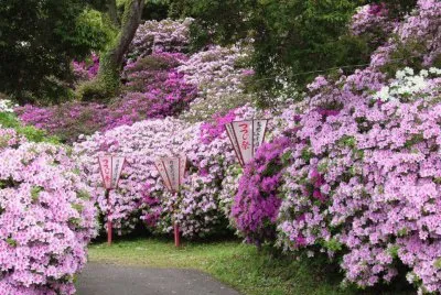 â™¦ jigsaw puzzle