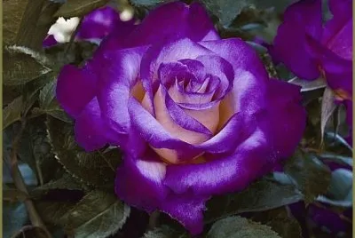 â™¦