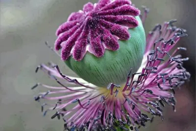 â™ 