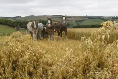 Clydesdales at harvest