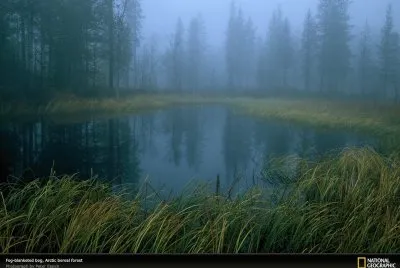 boreal landscape