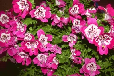 Schizanthus jigsaw puzzle