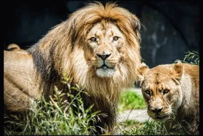 Lions