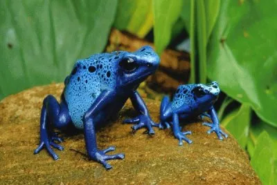 Dart Frogs