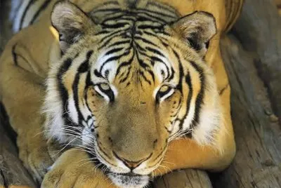 Tigre