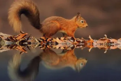 . jigsaw puzzle