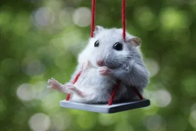 Hamster.