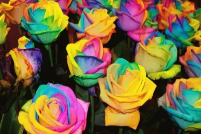 Flores Coloridas