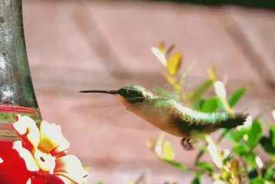 Hummingbird