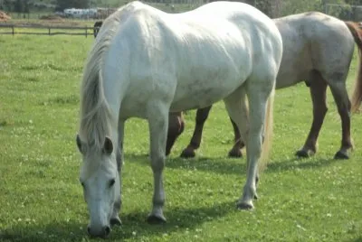 horses
