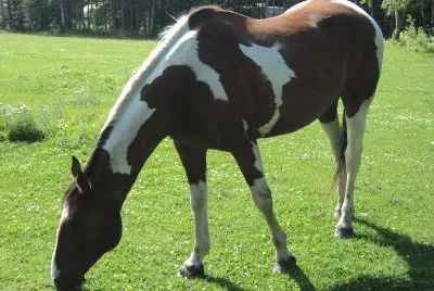 horse jigsaw puzzle
