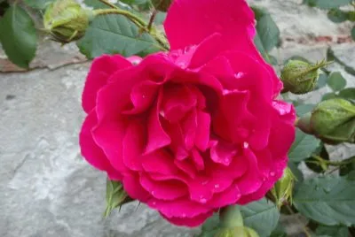 Rose jigsaw puzzle