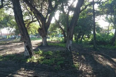 Bosque Central de Aquiraz-Ce jigsaw puzzle