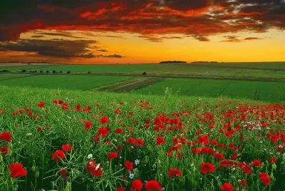 FLORES DEL CAMPO jigsaw puzzle