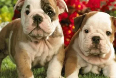 PERROS TIERNOS jigsaw puzzle