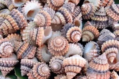 Shells