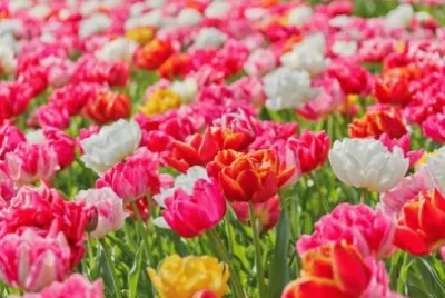 Bright Vivid Flowers