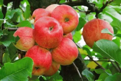 Apples on Tree